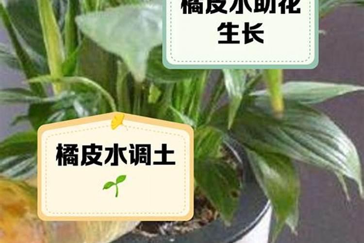 氮肥可以兑水浇花吗