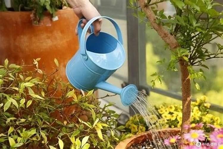 促使植物叶子发绿的肥料、促使植物叶子发绿的肥料有哪些