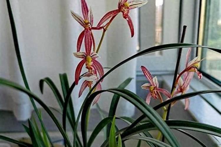 大量元素水溶肥对花卉绿植的用法