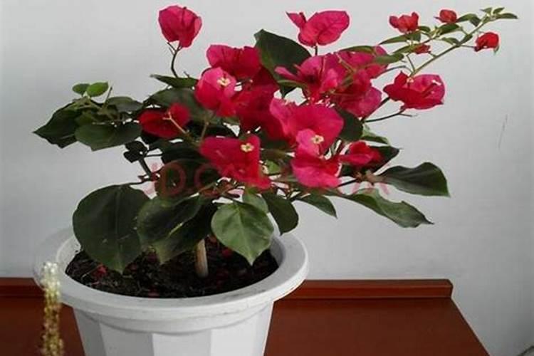 给花施肥的正确方法