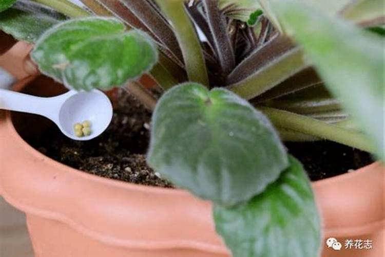 家里养花怎么正确施肥