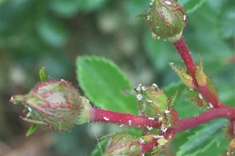 光照强掉叶子用什么肥料或药