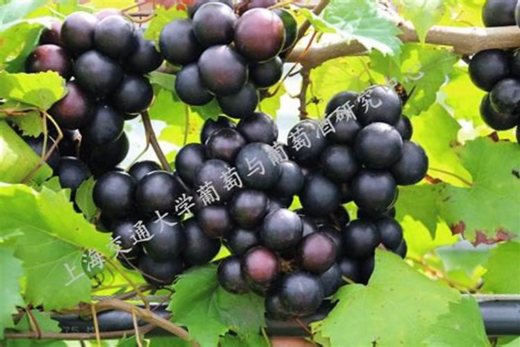 葡萄树施什么肥料最好