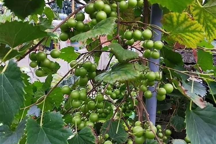 葡萄适宜什么含量的肥料