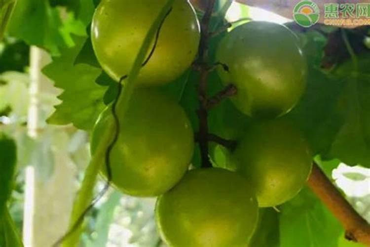 葡萄树施什么肥料最好