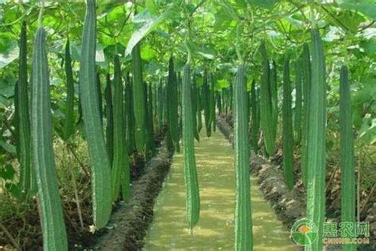 丝瓜第一次施肥什么时候 追肥时间与方法