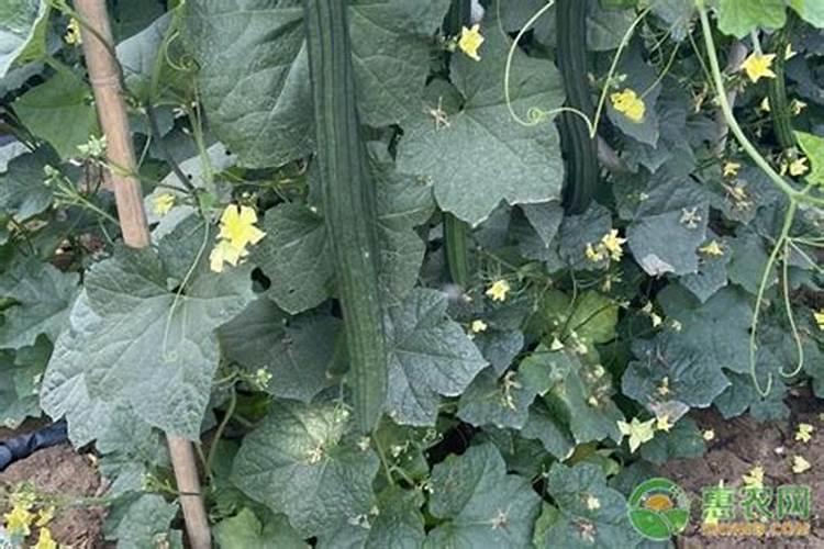 丝瓜种植多少天施肥