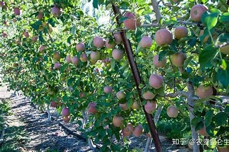 苹果膨大期需要施什么肥料