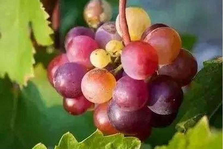 葡萄增甜靓果追施肥哪种好？冲施矿源什么时候合适