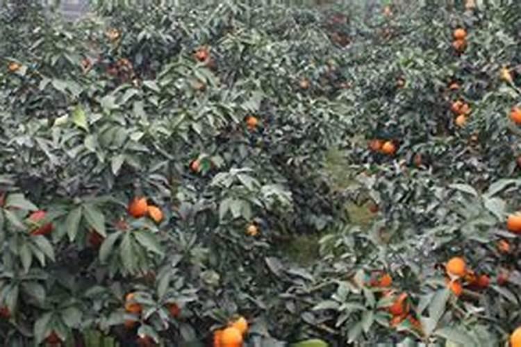 果树施肥时间,果树施肥方法