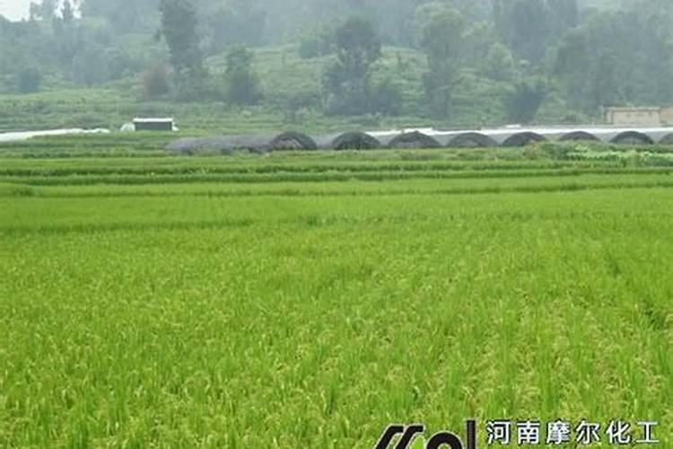 螯合锌的测定方法