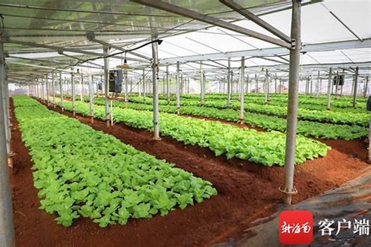 菜地怎么施肥 叶面肥在蔬菜的幼苗期