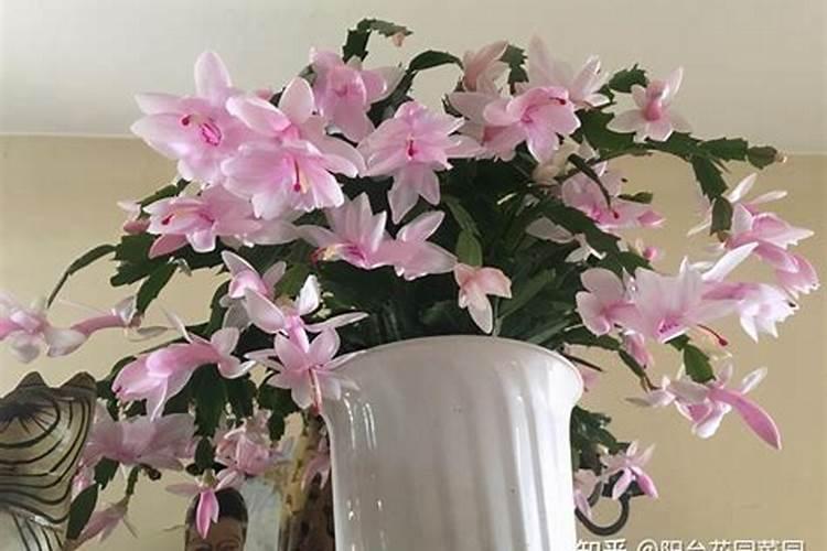 蟹爪兰不开花怎么办