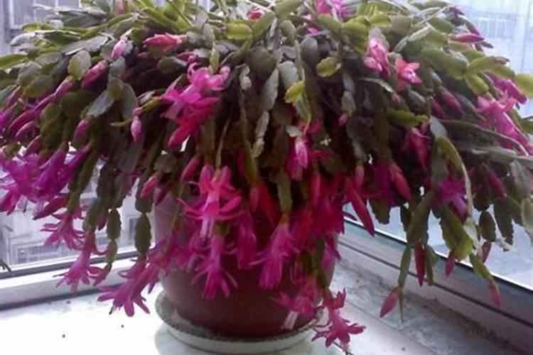 为什么养的蟹爪兰只长叶子不开花