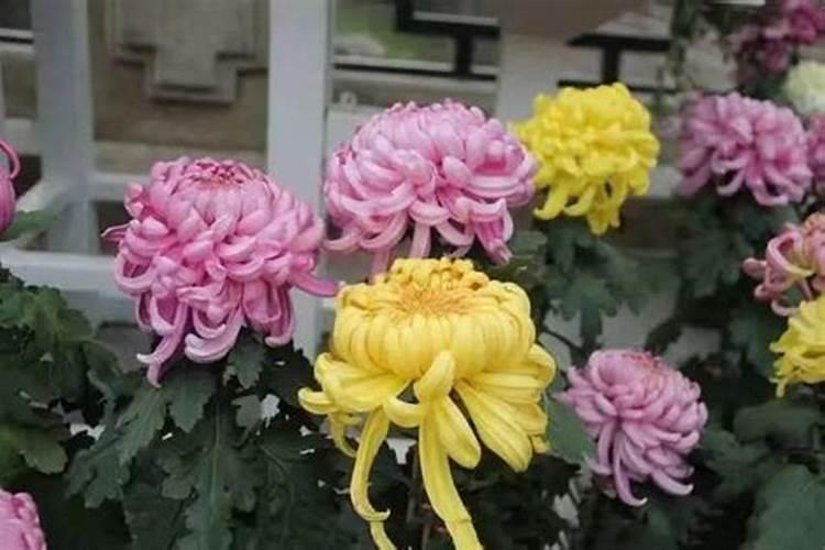 菊花喜肥吗 喜欢施什么肥料