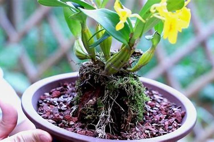 如何给石斛兰施肥与浇水？