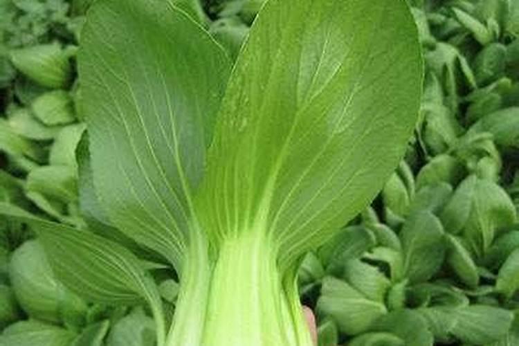 菁菜几月种最合适