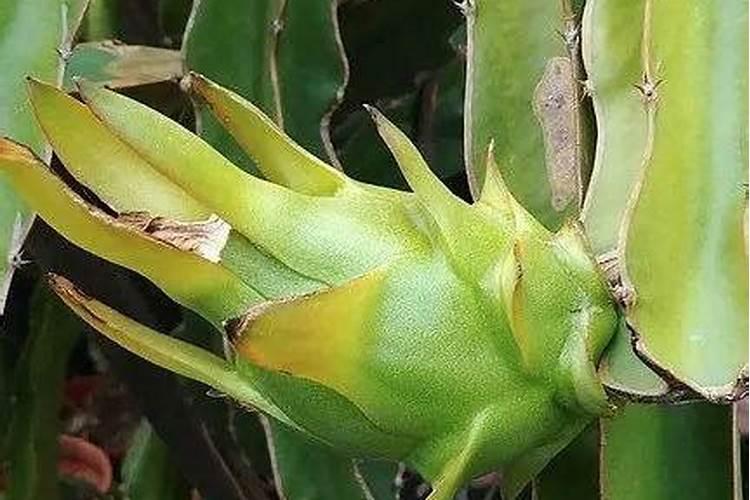 火龙果用什么肥料