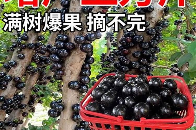 嘉宝果树施什么肥最好 适合用什么肥料