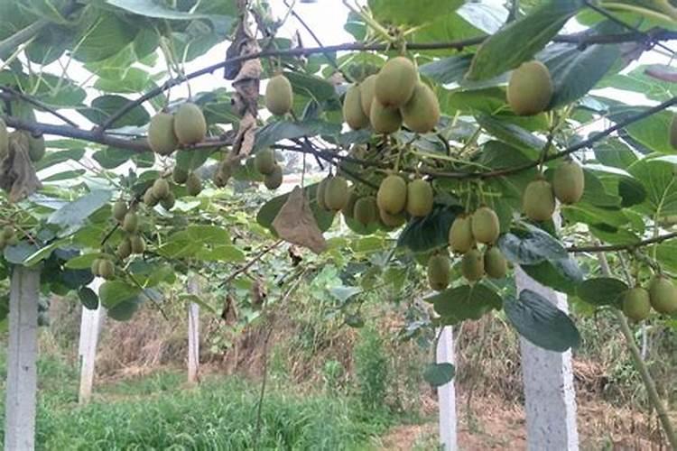 芸苔素内酯可以膨果吗