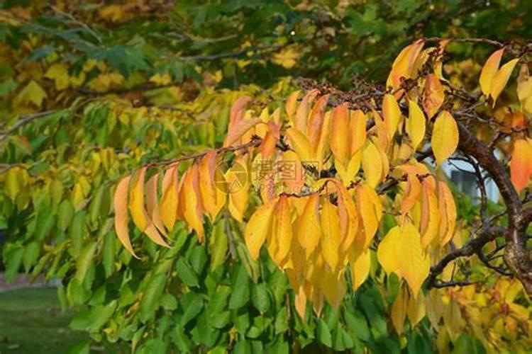 绿植叶子发黄施什么肥