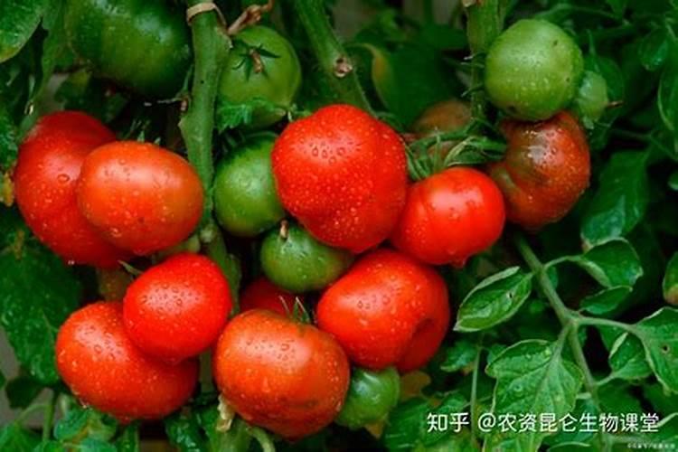 番茄底肥的施肥原则？底肥用什么肥料最好？矿源黄腐酸钾用作底肥好不好...