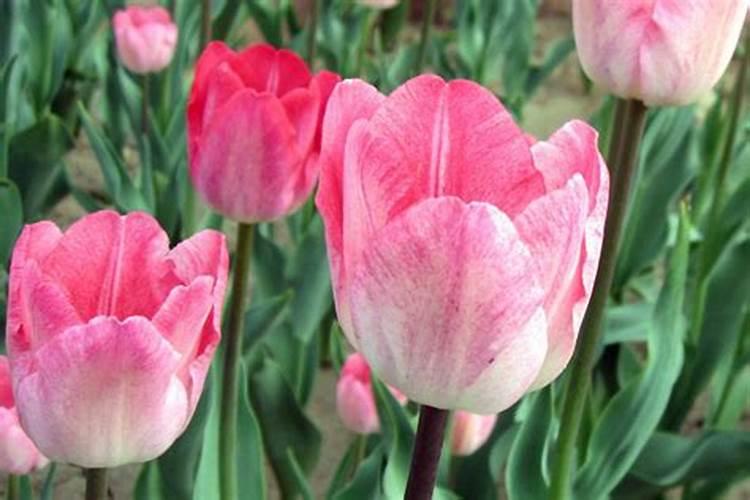 钙肥和哪些不能混用