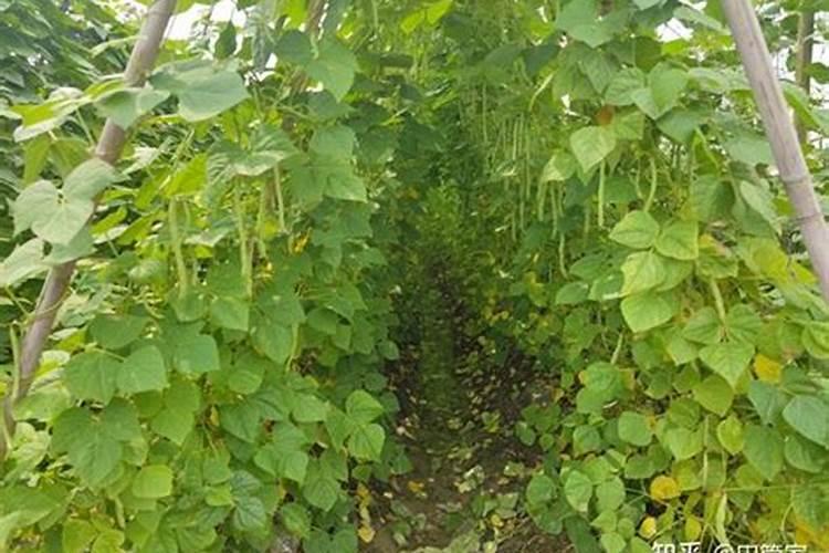 雅苒水溶肥有几个品牌