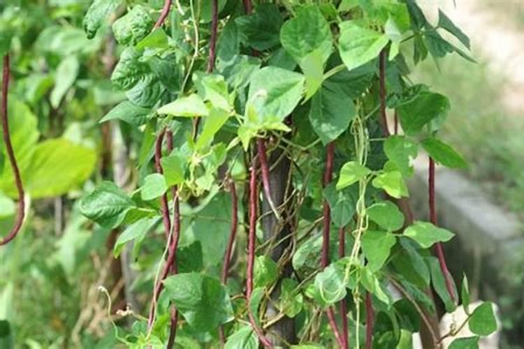 灯芯草最喜欢什么样的生长环境？