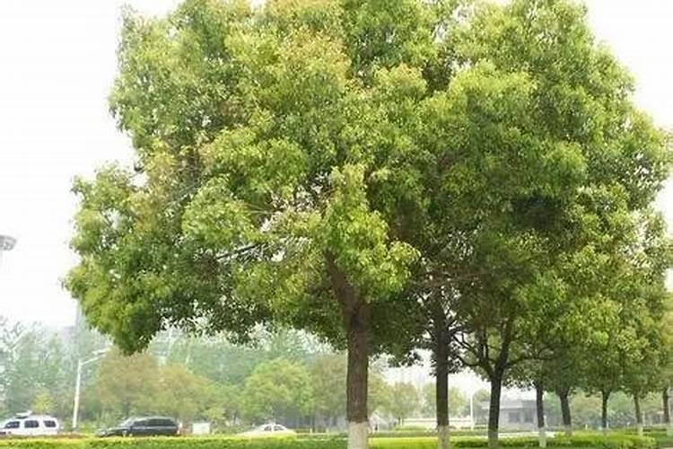 香樟树施什么肥好