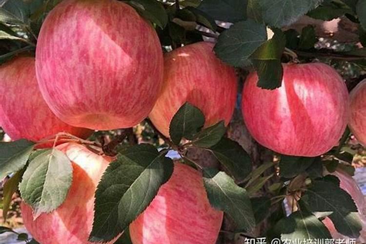 鱼油卵磷脂介绍