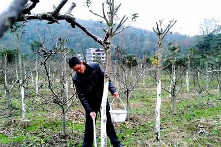 新栽一年樱桃树怎么安全过冬