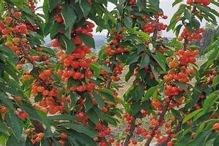 新栽一年樱桃树怎么安全过冬