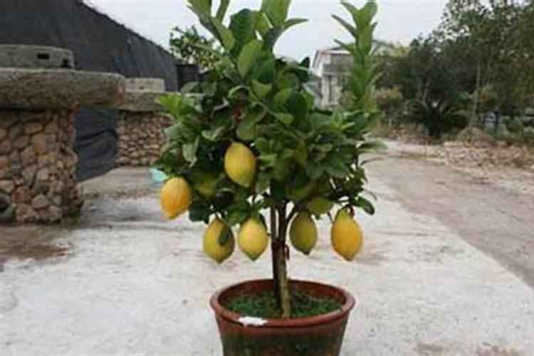 柠檬树的栽培与管理技术