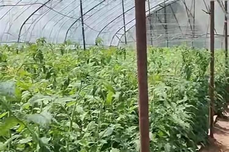 大棚芹菜中后期用什么肥料