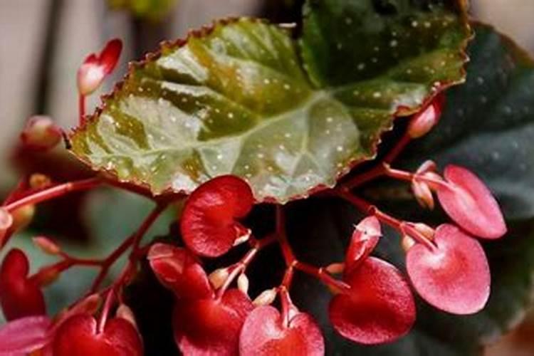 铁甲秋海棠的养殖方法