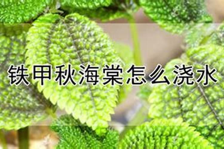 铁甲秋海棠的养殖方法