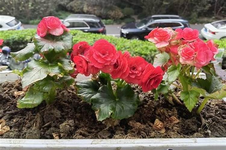 铁甲秋海棠的养殖方法