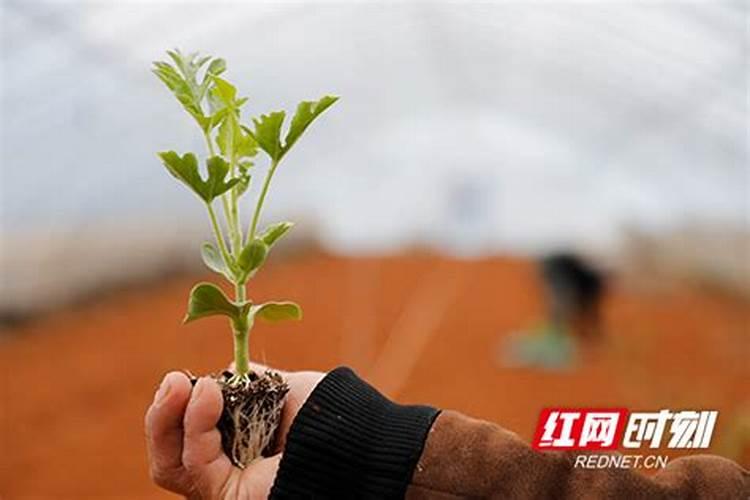 西瓜移栽前需要什么处理吗？