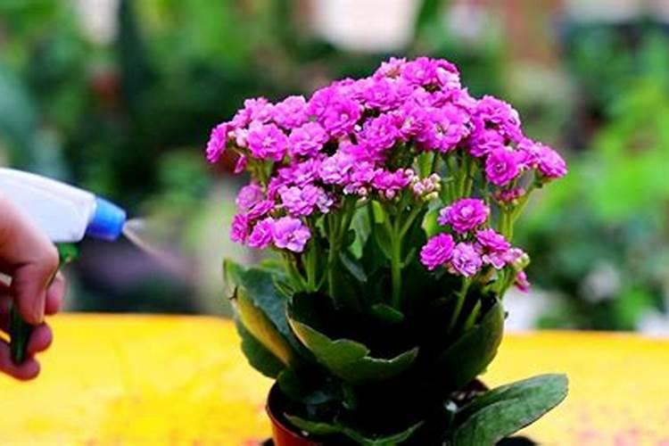 长寿花夏天怎么养施什么肥