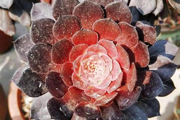 法师浇什么肥料