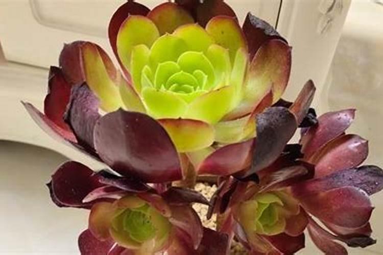 多肉黑法师怎么施肥,4个步骤教你施出美丽的黑法师