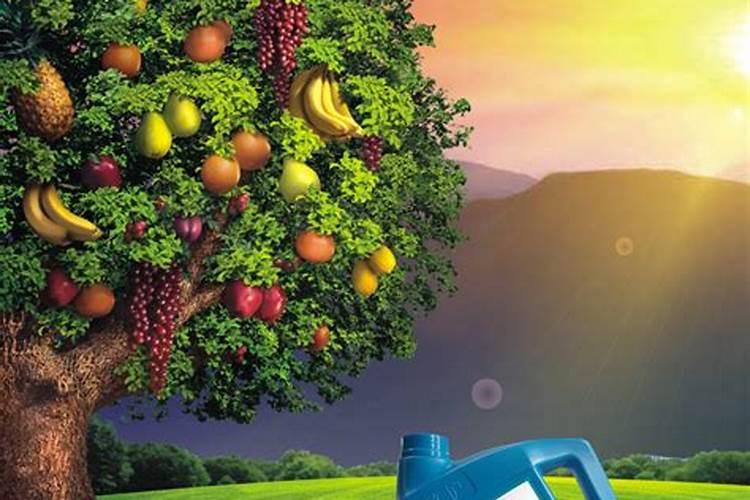 西红柿在结果期多长时间施一次肥