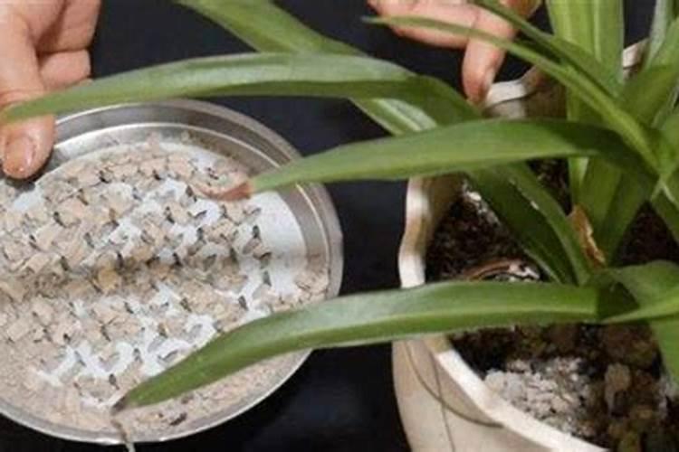 鸟屎可以做肥料吗