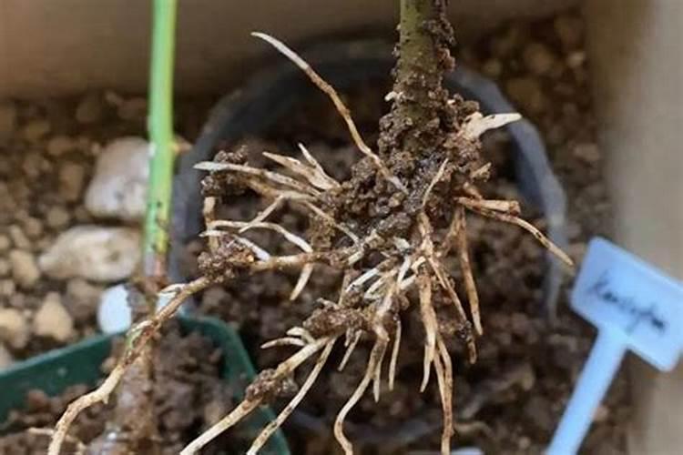 小葱追尿素烧根吗？