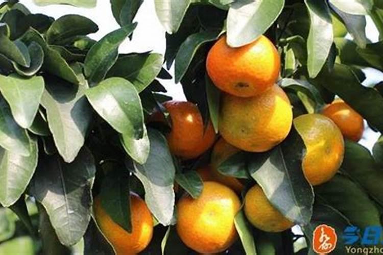 玉米苗发黄不长怎么办