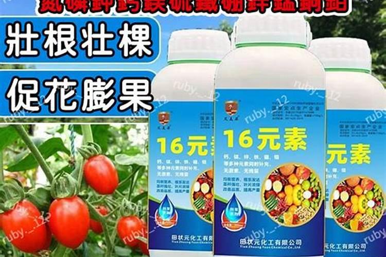 红掌用什么肥料最好