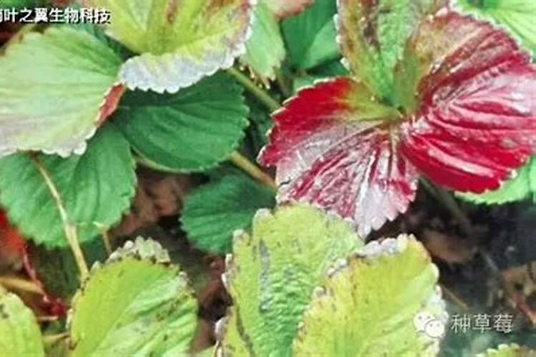 发财树养植小白需看知识点