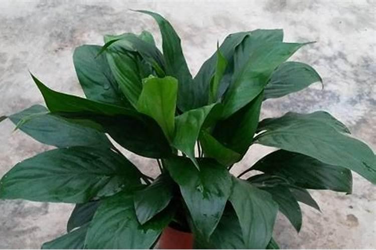 白掌要施什么肥最好