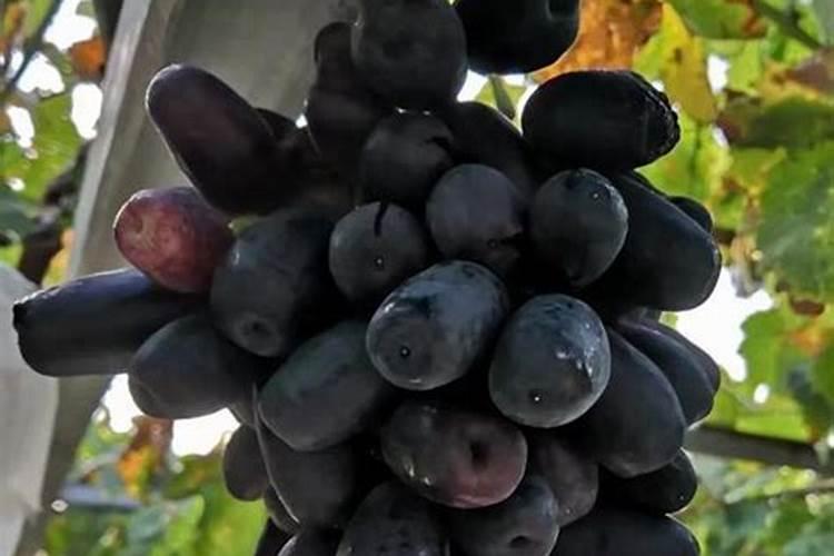 蓝宝石葡萄转色期施肥方法